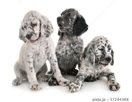 puppy english setter 57294368