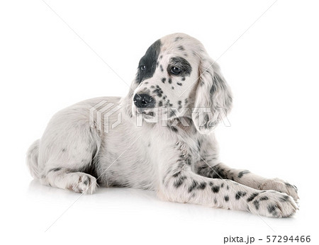 puppy english setter 57294466