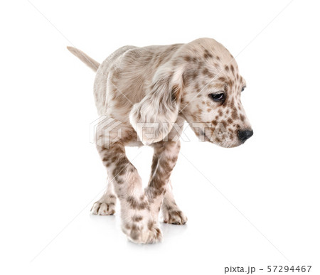 puppy english setter puppy english setter 57294467