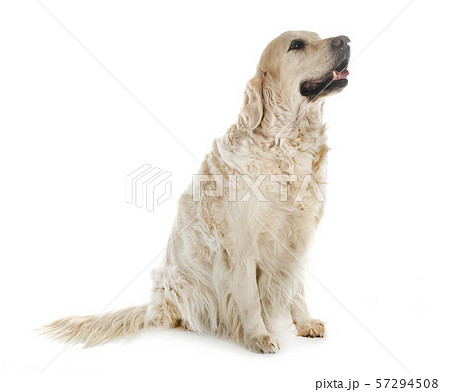 adult golden retriever 57294508