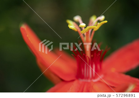 花 花 57296891