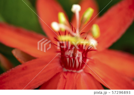 花 花 57296893
