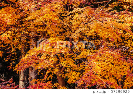 Beautiful vibrant colourful maple leaves in autumn 57296929