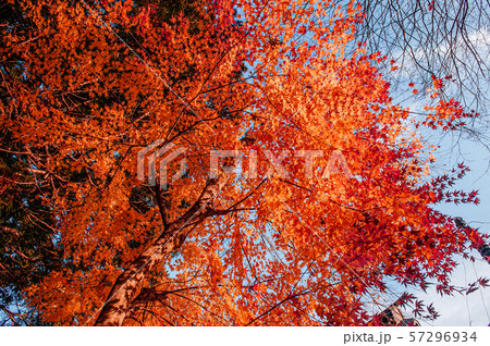 Beautiful vibrant colourful maple leaves in autumn 57296934