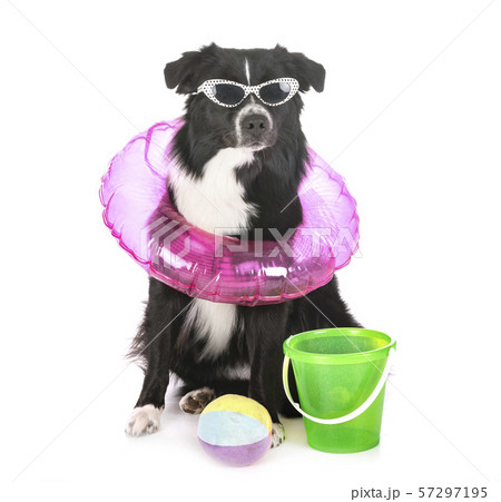 australian shepherd in studio australian shepherd in studio 57297195