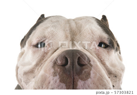 american bully in studio 57303821