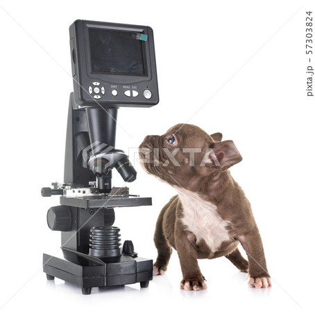 puppy american bully and microscope puppy american bully and microscope 57303824