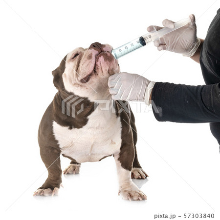 american bully and vermifuge american bully and vermifuge 57303840