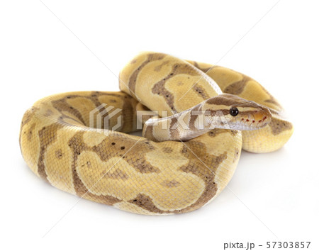 Ball python in studio Ball python in studio 57303857