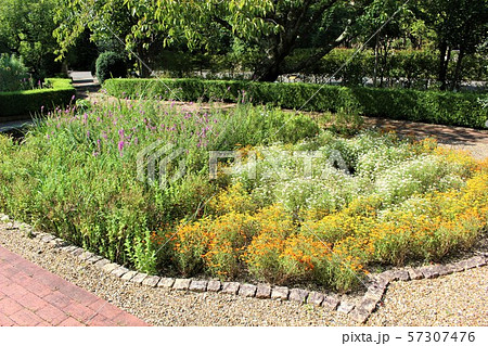 神戸女学院大学 57307476