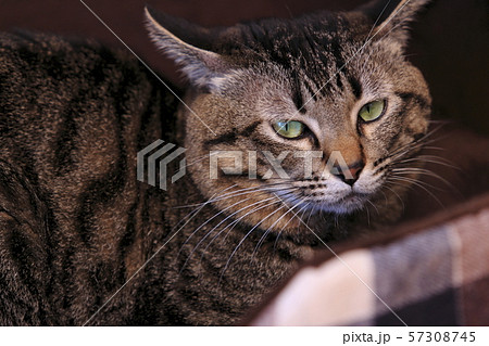 猫ベットのネコ 猫ベットのネコ 57308745