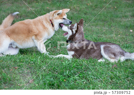 Siberian husky and akita inu puppies on meadow. 57309752