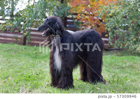 Cute afghan hound is standing on the autumn meadow Cute afghan hound is standing on the autumn meadow 57309946