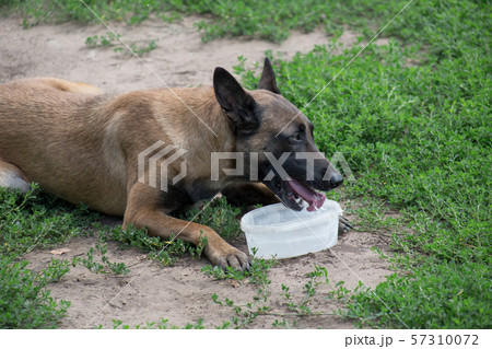 Cute belgian sheepdog drinking water from dog bowl Cute belgian sheepdog drinking water from dog bowl 57310072