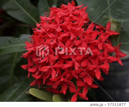 イク―ノラ・スパーキング 57311877