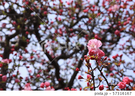 ハナカイドウ ハナカイドウ 57316167