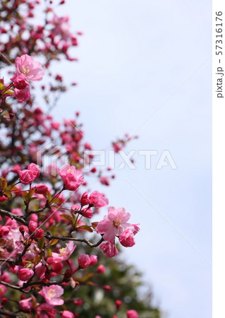 ハナカイドウ 57316176