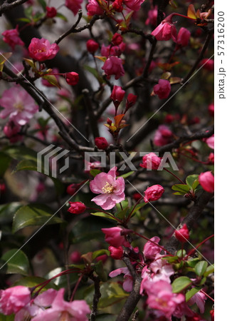 ハナカイドウ ハナカイドウ 57316200