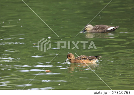 ヒドリガモ 57316763