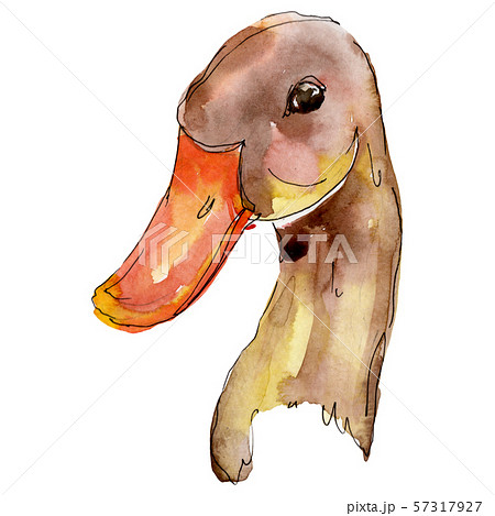 Duck head farm bird isolated. Watercolor background illustration set. Isolated duck illustration Duck head farm bird isolated. Watercolor background illustration set. Isolated duck illustration 57317927