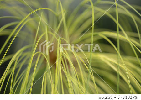 パピルス 57318279