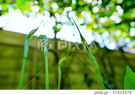 カラスビシャクの花 カラスビシャクの花 57323378