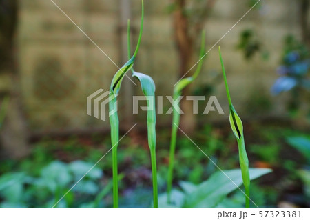 カラスビシャクの花の写真素材