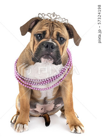 Continental bulldog in studio 57324198