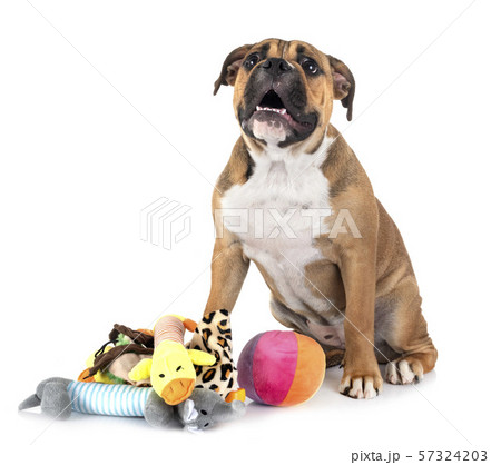 Continental bulldog in studio 57324203