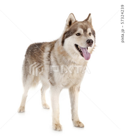 siberian husky in studio 57324239