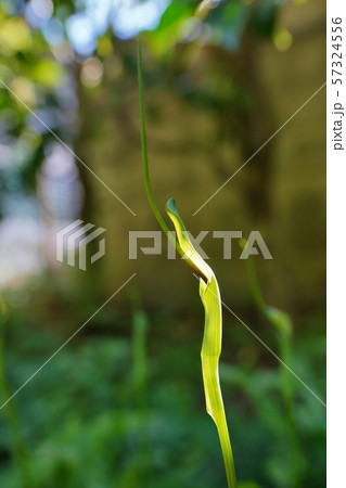 カラスビシャクの花の写真素材