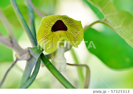 オオバウマノスズクサの花 57325313