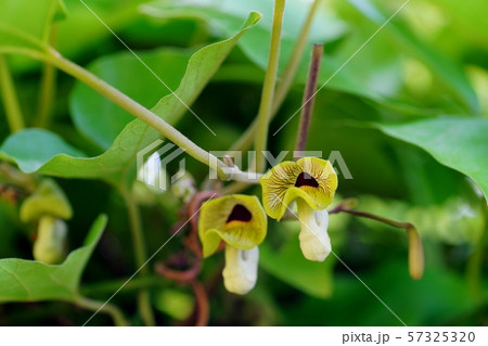 オオバウマノスズクサの花の写真素材