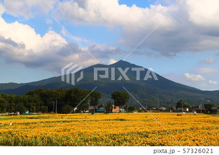 明野ひまわりフェスティバル　　筑西市風景 57326021