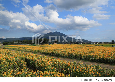明野ひまわりフェスティバル 筑西市風景 明野ひまわりフェスティバル 筑西市風景 57326029