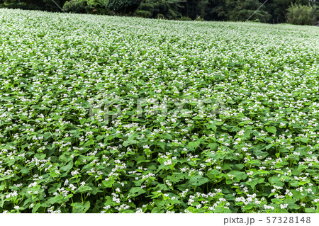 一面に広がるソバ畑 一面に広がるソバ畑 57328148