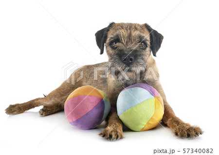 young border terrier 57340082