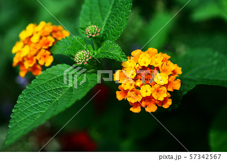 ランタナ 黄赤色の花 ランタナ 黄赤色の花 57342567