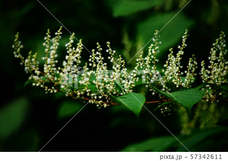 野草 イタドリの花 野草 イタドリの花 57342611