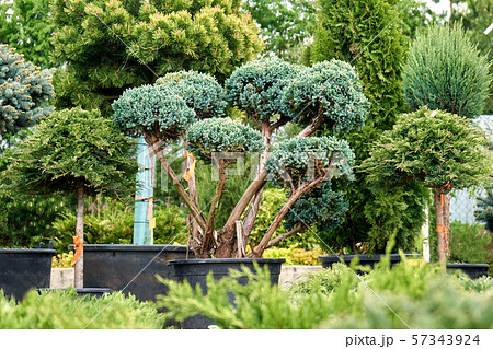 Beautiful juniper trees in pots in outdoor garden shop. Beautiful juniper trees in pots in outdoor garden shop. 57343924