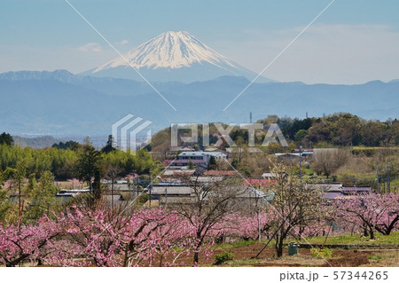 富士山と桃の花 57344265