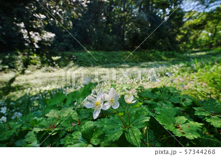 ニリンソウ ニリンソウ 57344268