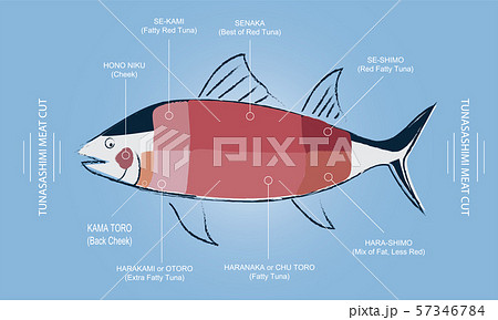 TUNA Sashimi Meat cut guide chart TUNA Sashimi Meat cut guide chart 57346784