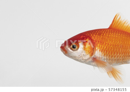 Side view of goldfish 57348155