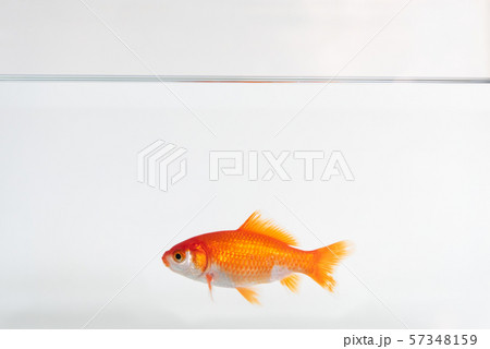 Goldfish in water 57348159
