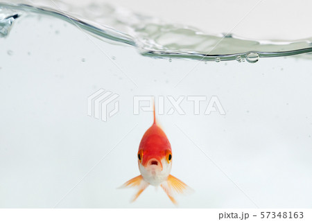 Goldfish under waves 57348163