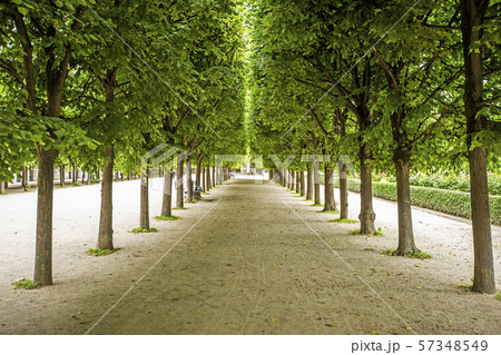 Rows of trees in Palais-Royal gardens in Paris, France 57348549