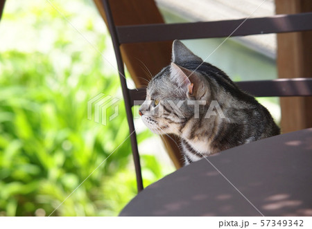 ガーデンチェアに座わる猫　横向き 57349342