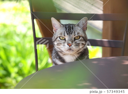 ガーデンチェアに座わる猫 正面顔の写真素材