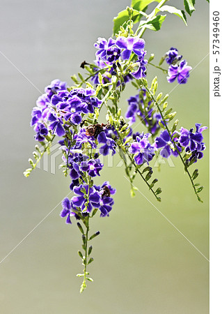 デュランタ 57349460